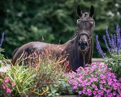 Springpferd Shenandoah CH (Schweizer Warmblut, 2021, von Diarado)