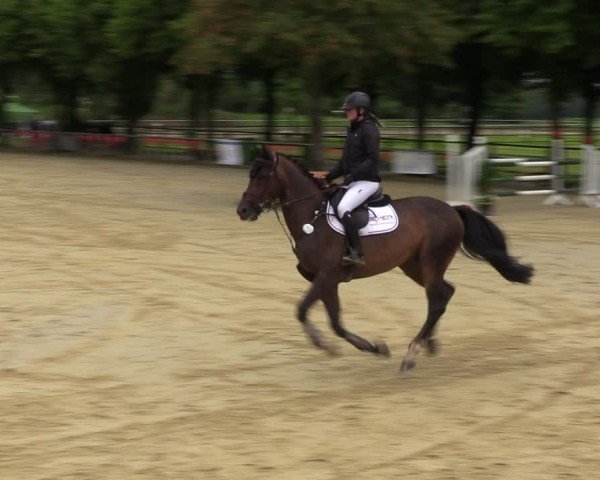 Reitturnier Grefrath - Reitanlage Heitzerend 2024