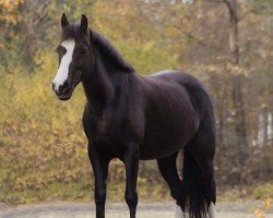 dressage horse Funkelstern 3 (Pony without race description, 2009)