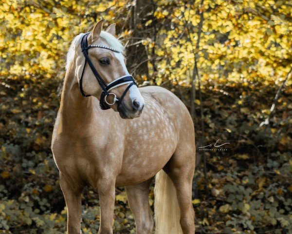 Dressurpferd Domino Golden Dancer (Deutsches Reitpony, 2017, von FS Don't Worry)