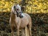 Dressurpferd Domino Golden Dancer (Deutsches Reitpony, 2017, von FS Don't Worry)