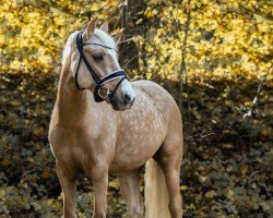 dressage horse Domino Golden Dancer (German Riding Pony, 2017, from FS Don't Worry)