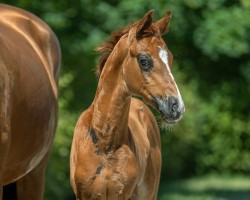 foal by Hengst von For Romance x So Unique (Rhinelander, 2024, from For Romance I)