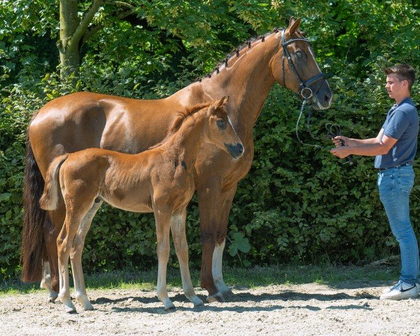 broodmare Sweetheart Unique (Hanoverian, 2019, from So Unique)