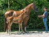 broodmare Sweetheart Unique (Hanoverian, 2019, from So Unique)