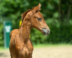 Fohlen von Stute von Viva Romance x Worldly (Hannoveraner, 2024, von Viva Romance PS OLD)