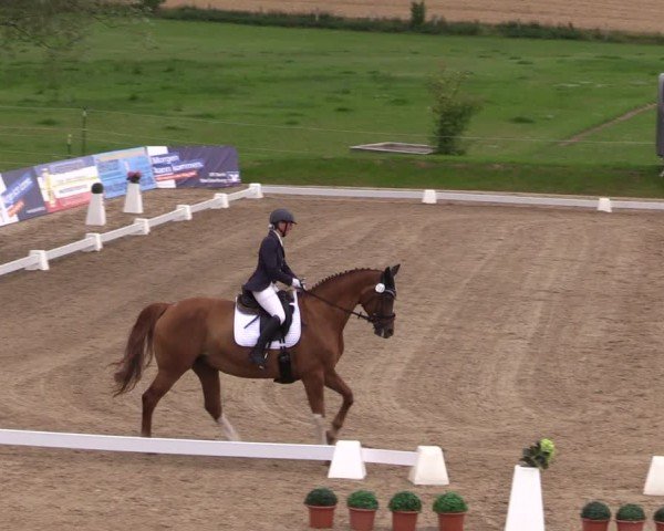 Reitturnier Neu Benthen 2024