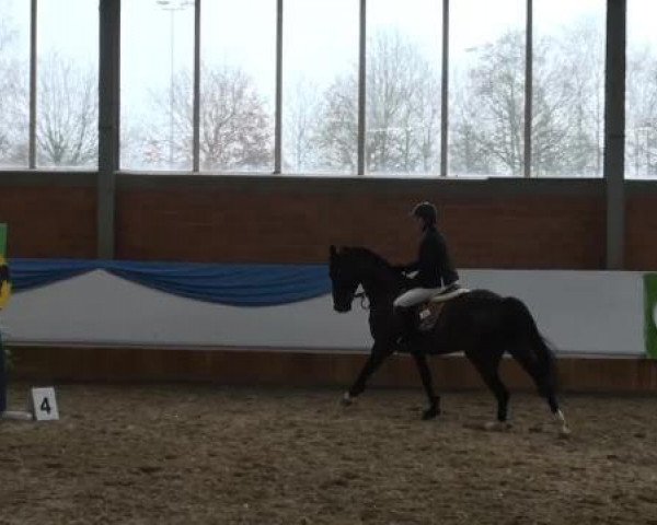 Grevener-Hallenspringturnier 2013