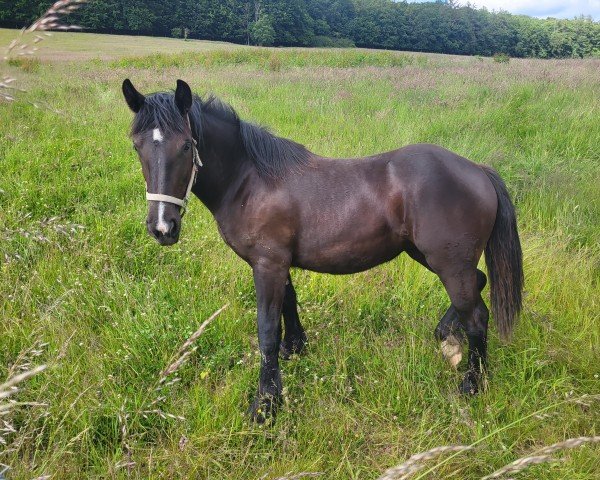 Pferd Fabia (Rheinisch-Deutsches Kaltblut, 2023, von Fabio)