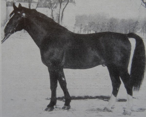 stallion Canton Mo 1297 (Heavy Warmblood, 1968, from Cabinett Mo 1220)