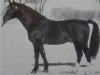 stallion Canton Mo 1297 (Heavy Warmblood, 1968, from Cabinett Mo 1220)