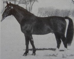 Deckhengst Canton Mo 1297 (Schweres Warmblut, 1968, von Cabinett Mo 1220)