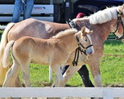 horse Frida-Heinz (Rhenish-German Cold-Blood, 2023, from Fabio)