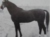 stallion Rasant Mo 1260 (Saxony-Anhaltiner, 1966, from Ralf Mo 1087)