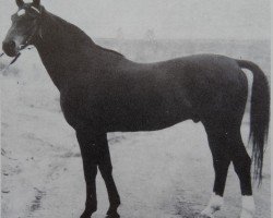 stallion Rasant Mo 1260 (Saxony-Anhaltiner, 1966, from Ralf Mo 1087)