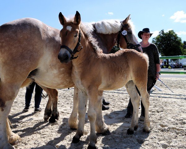 foal by Lotte (Rhenish-German Cold-Blood, 2024, from Leo von Grüneberg)