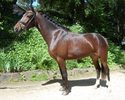 broodmare Hesselteichs Aurora (German Riding Pony, 2013, from Golden Atreju)