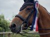 stallion Bombastic (German Sport Horse, 2011, from Boston)