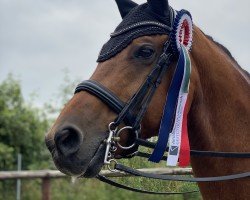 stallion Bombastic (German Sport Horse, 2011, from Boston)