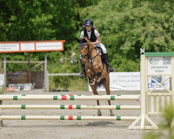 dressage horse Derring - Do (German Riding Pony, 2010, from Dr. Doolittle 38)