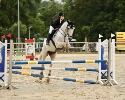 jumper Atlas 134 (Swedish Warmblood, 2011, from Cosmeo)