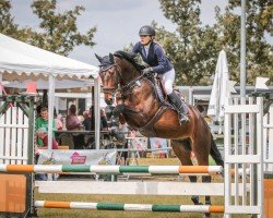 jumper Cognac 123 (German Sport Horse, 2018, from Chaman)