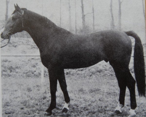 stallion Golf Mo 1346 (Noble Warmblood, 1973, from Granat Mo 1304)