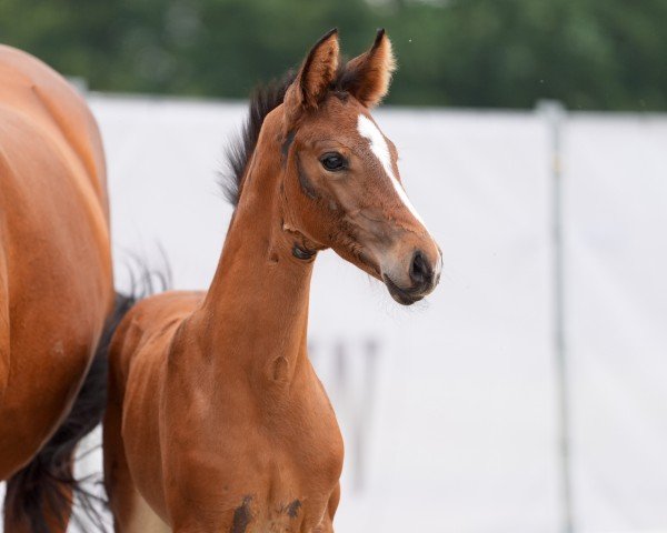 Fohlen von Viva Vaiana M (Westfale, 2024, von V-Power)