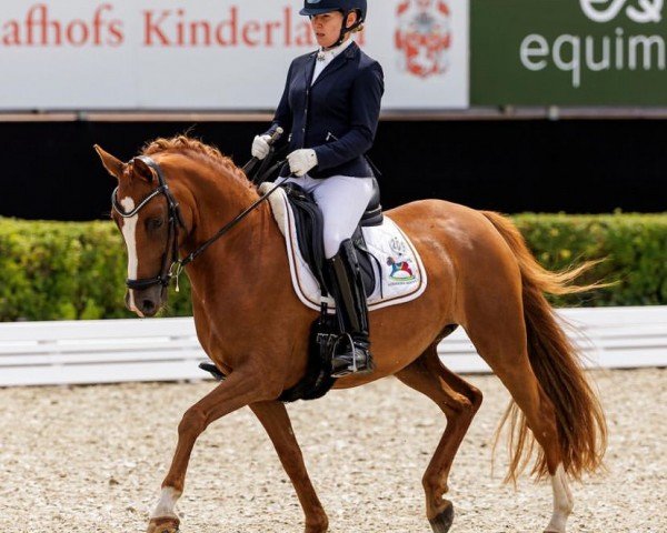 Dressurpferd Fs Noble Edition (Deutsches Reitpony, 2017, von Fs Numero Uno)