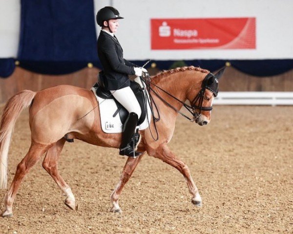 stallion Dean Martin 11 (German Riding Pony, 2013, from Dimension AT NRW)