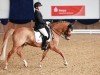 stallion Dean Martin 11 (German Riding Pony, 2013, from Dimension AT NRW)