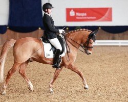 stallion Dean Martin 11 (German Riding Pony, 2013, from Dimension AT NRW)