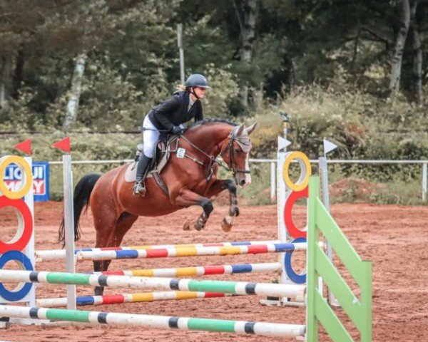 jumper Come On Joy (Danish Warmblood, 2014, from Cabachon)