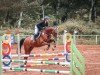 jumper Come On Joy (Danish Warmblood, 2014, from Cabachon)