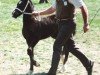 stallion Ystraddewi Dominator (Welsh-Cob (Sek. D), 1990, from Ebbw Victor)