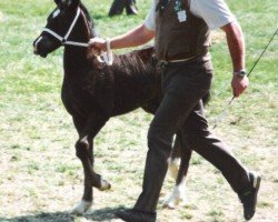 Deckhengst Ystraddewi Dominator (Welsh-Cob (Sek. D), 1990, von Ebbw Victor)