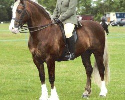 Pferd Ystrad Dewi Gladiator (Welsh-Cob (Sek. D), 1996, von Cascob Dafydd Ddu)