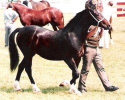 Pferd Ystrad Dewi Princess (Welsh-Cob (Sek. D), 1992, von Ebbw Victor)