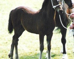 Pferd Ystrad Dewi Sambo (Welsh-Cob (Sek. D), 1997, von Parc Cardi)