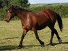 broodmare Menai Cardi Lady (Welsh-Cob (Sek. D), 1996, from Parc Cardi)