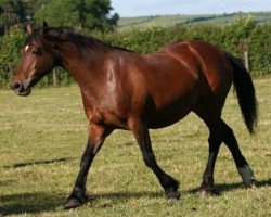 Zuchtstute Menai Cardi Lady (Welsh-Cob (Sek. D), 1996, von Parc Cardi)