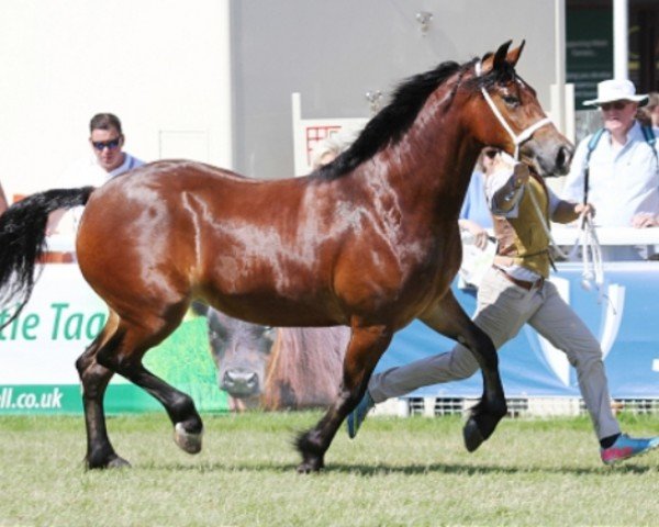 horse Menai Super Lady Cardi (Welsh-Cob (Sek. D), 2014, from Menai Super Star)