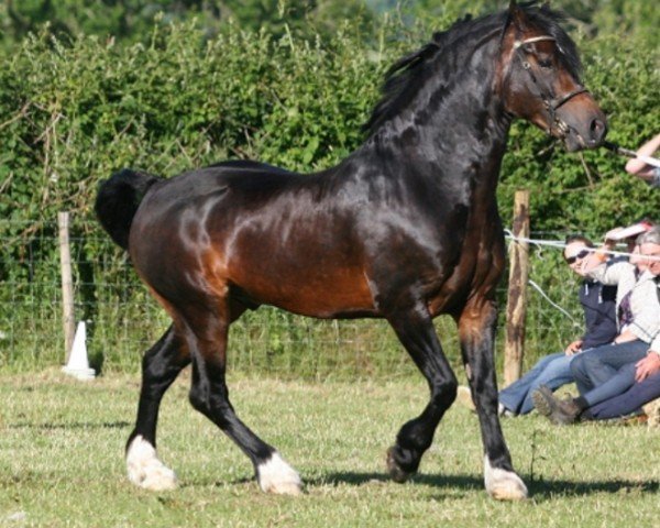 stallion Menai Super Star (Welsh-Cob (Sek. D), 2003, from Menai Cosmos)