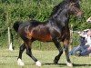 stallion Menai Super Star (Welsh-Cob (Sek. D), 2003, from Menai Cosmos)