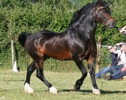 Deckhengst Menai Super Star (Welsh-Cob (Sek. D), 2003, von Menai Cosmos)