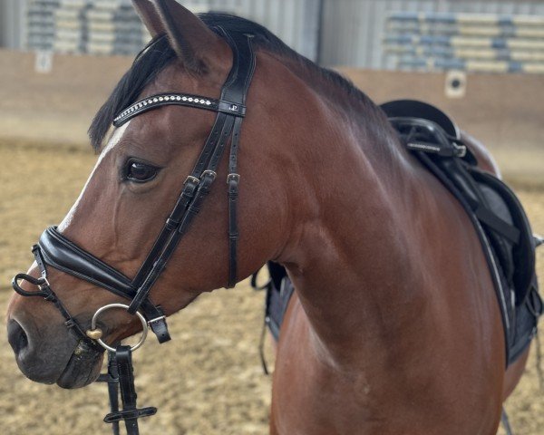 dressage horse Daphina 3 (German Riding Pony, 2011, from Deviano)