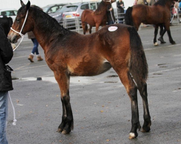 horse Coppathorne Cardi Lady (Welsh-Cob (Sek. D), 2019, from Menai Super Star)