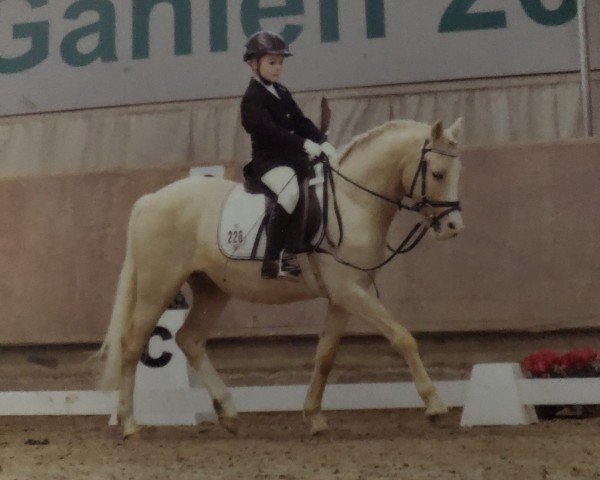 dressage horse Paul H (German Riding Pony, 2011, from Top Carlos Cassini)