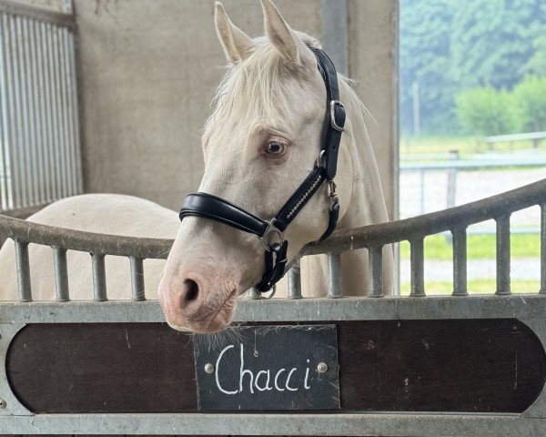 Dressurpferd Chacci Blue LS (Deutsches Reitpony, 2020, von FS Champion de Luxe)