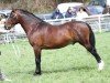 stallion Danway Magic (Welsh-Cob (Sek. D),  , from Danaway Harry)